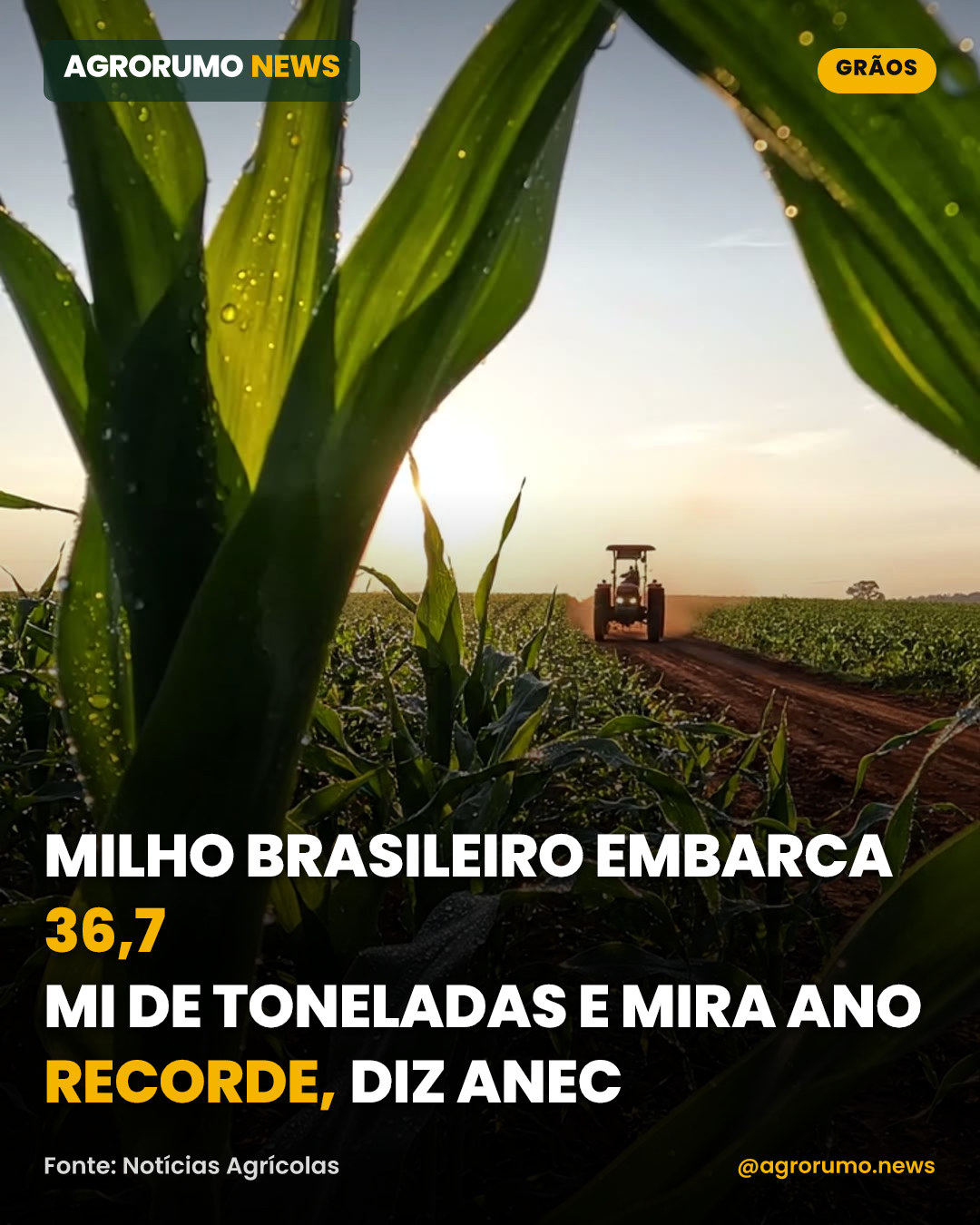 Milho brasileiro embarca 36,7 mi de toneladas e mira ano recorde, diz Anec