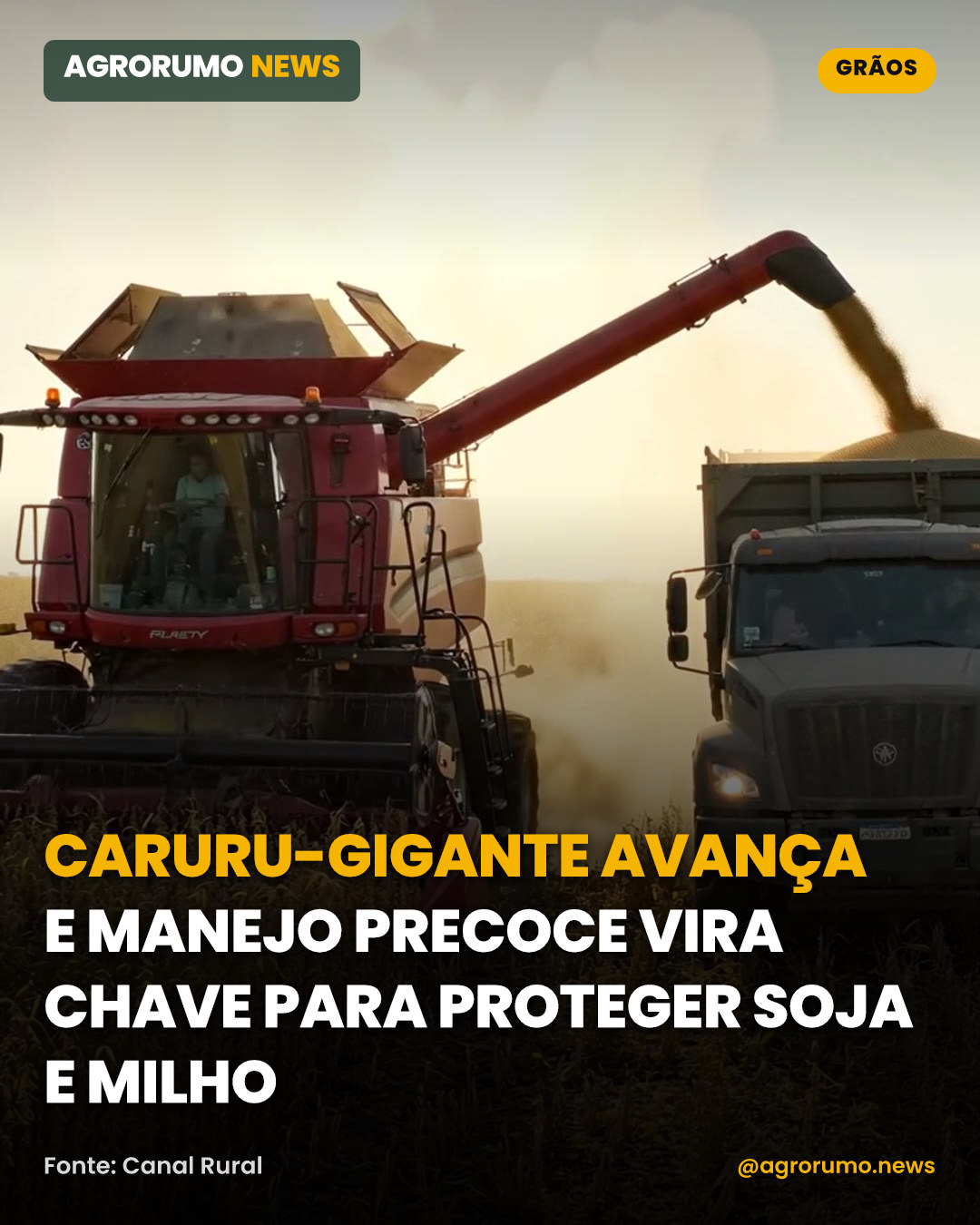 Caruru-gigante avança e manejo precoce vira chave para proteger soja e milho