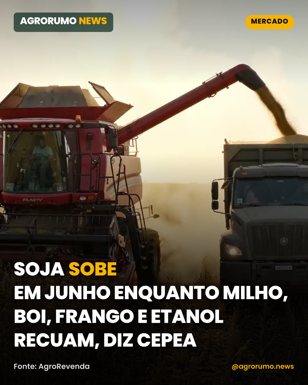 Soja sobe em junho enquanto milho, boi, frango e etanol recuam, diz Cepea