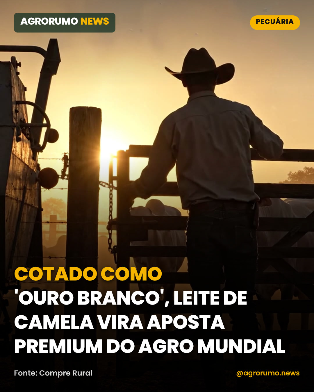 Cotado como 'ouro branco', leite de camela vira aposta premium do agro mundial