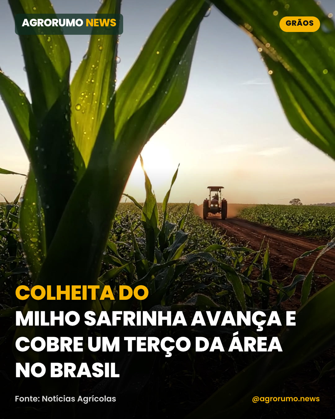 Colheita do milho safrinha avança e cobre um terço da área no Brasil