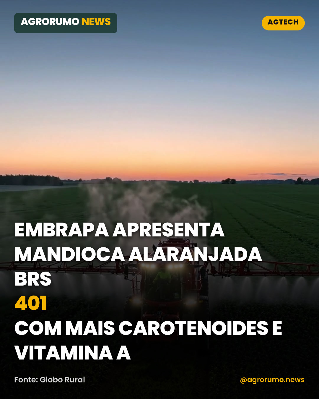 Embrapa apresenta mandioca alaranjada BRS 401 com mais carotenoides e vitamina A