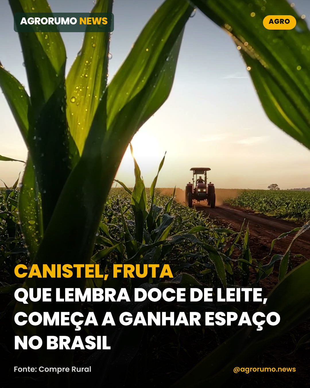 Canistel, fruta que lembra doce de leite, começa a ganhar espaço no Brasil
