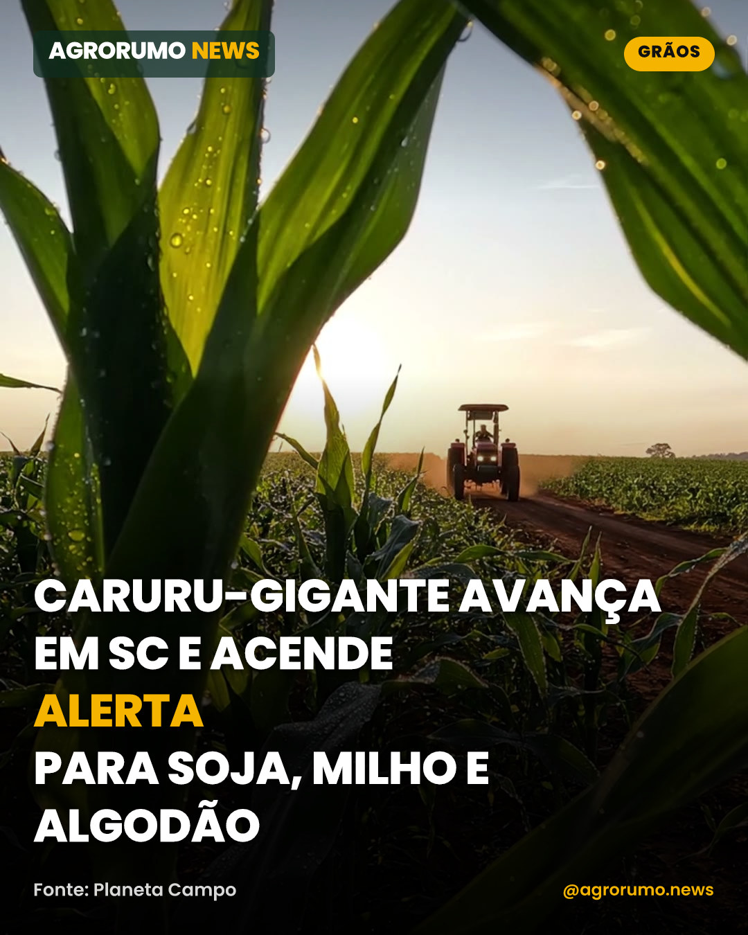 Caruru-gigante avança em SC e acende alerta para soja, milho e algodão