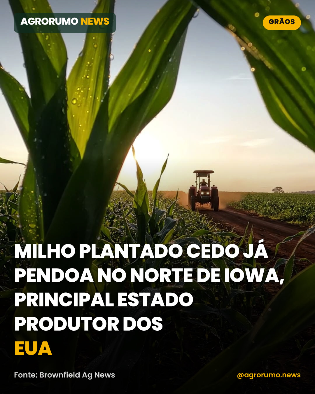 Milho plantado cedo já pendoa no norte de Iowa, principal estado produtor dos EUA