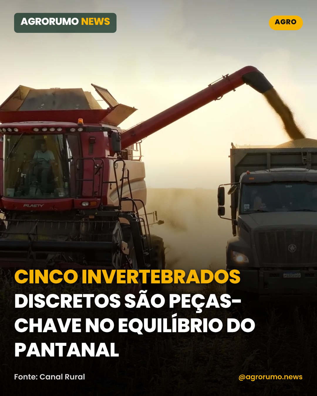 Cinco invertebrados discretos são peças-chave no equilíbrio do Pantanal