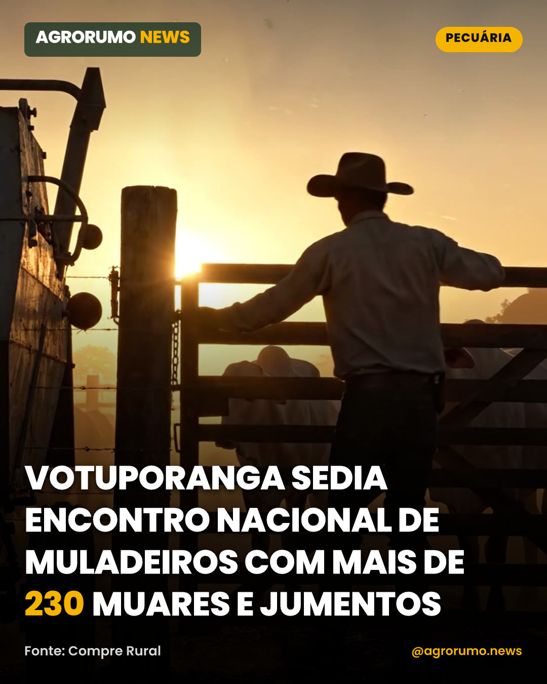 Votuporanga sedia encontro nacional de muladeiros com mais de 230 muares e jumentos