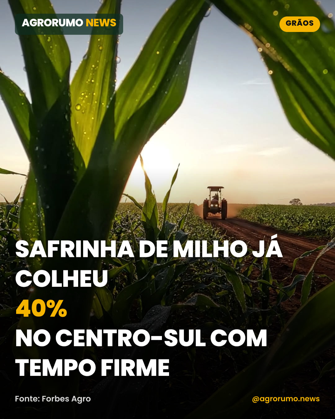 Safrinha de milho já colheu 40% no Centro-Sul com tempo firme