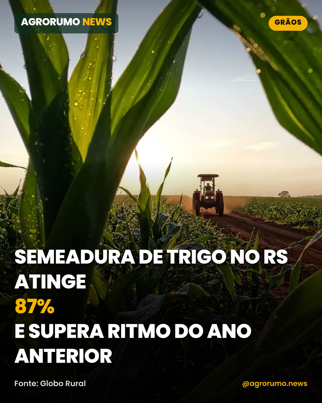 Semeadura de trigo no RS atinge 87% e supera ritmo do ano anterior