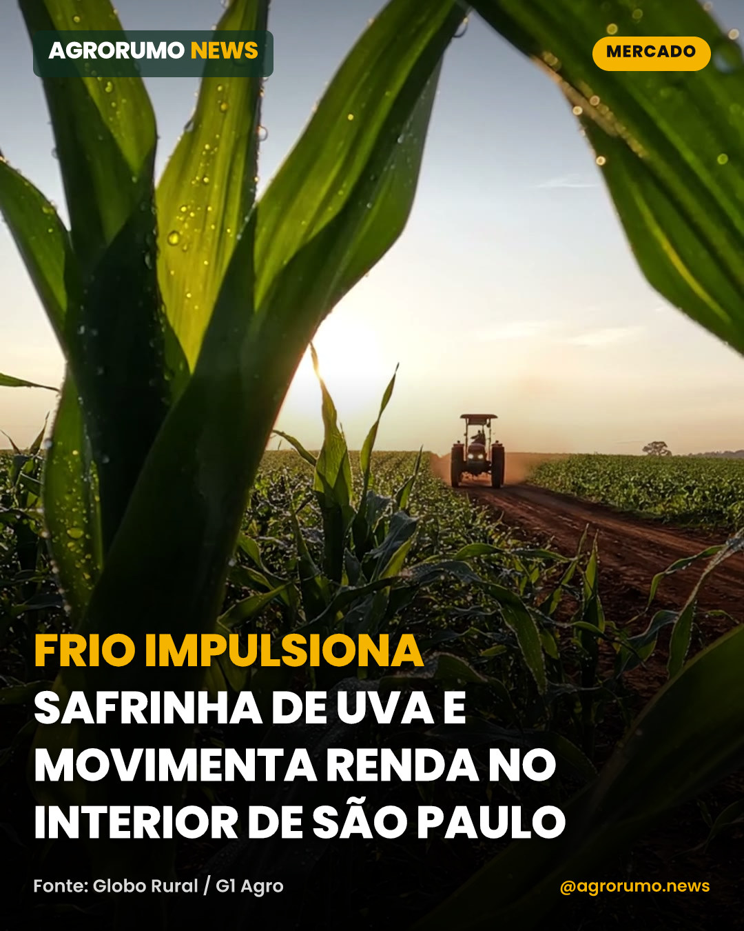 Frio impulsiona safrinha de uva e movimenta renda no interior de São Paulo