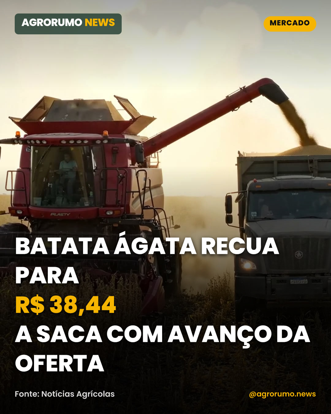 Batata ágata recua para R$ 38,44 a saca com avanço da oferta