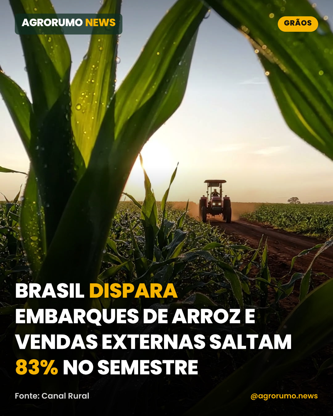 Brasil dispara embarques de arroz e vendas externas saltam 83% no semestre