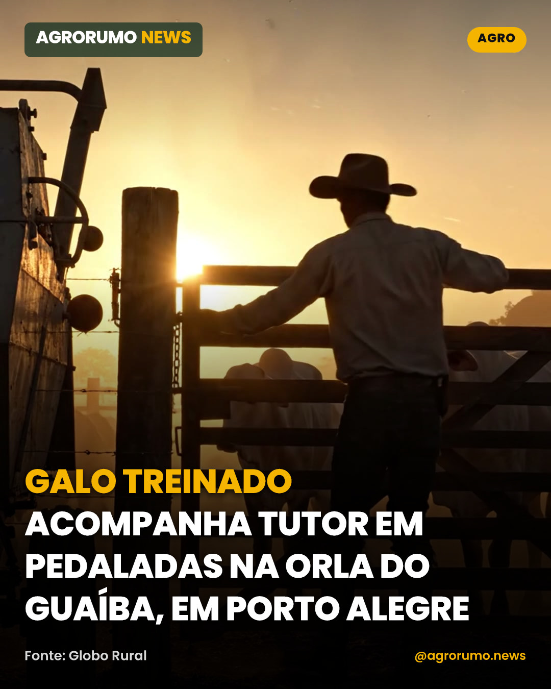 Galo treinado acompanha tutor em pedaladas na orla do Guaíba, em Porto Alegre