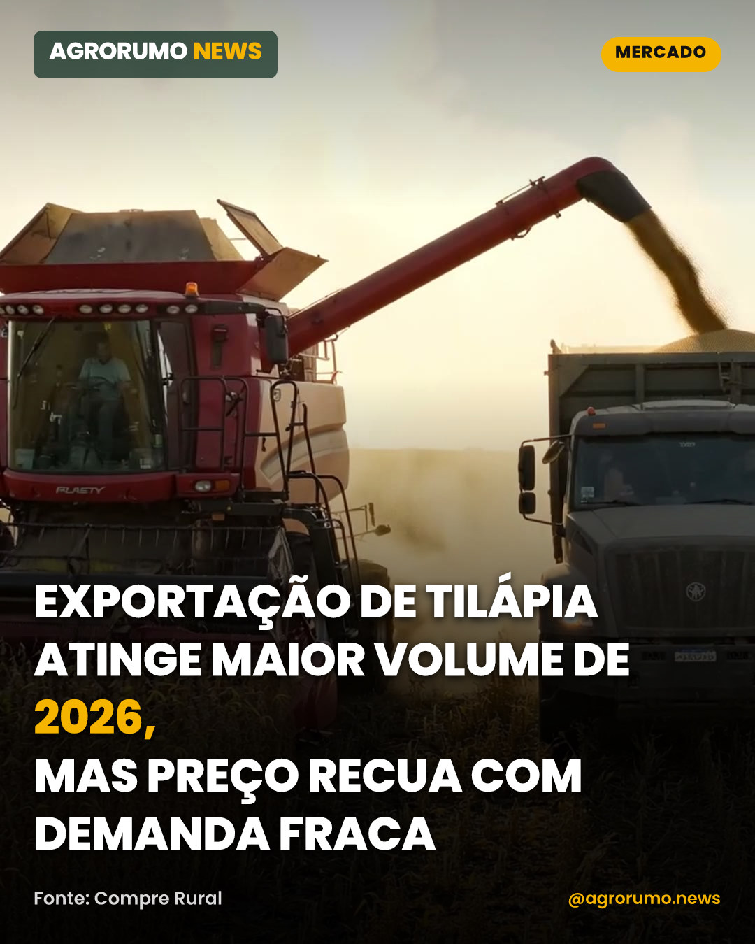 Exportação de tilápia atinge maior volume de 2026, mas preço recua com demanda fraca
