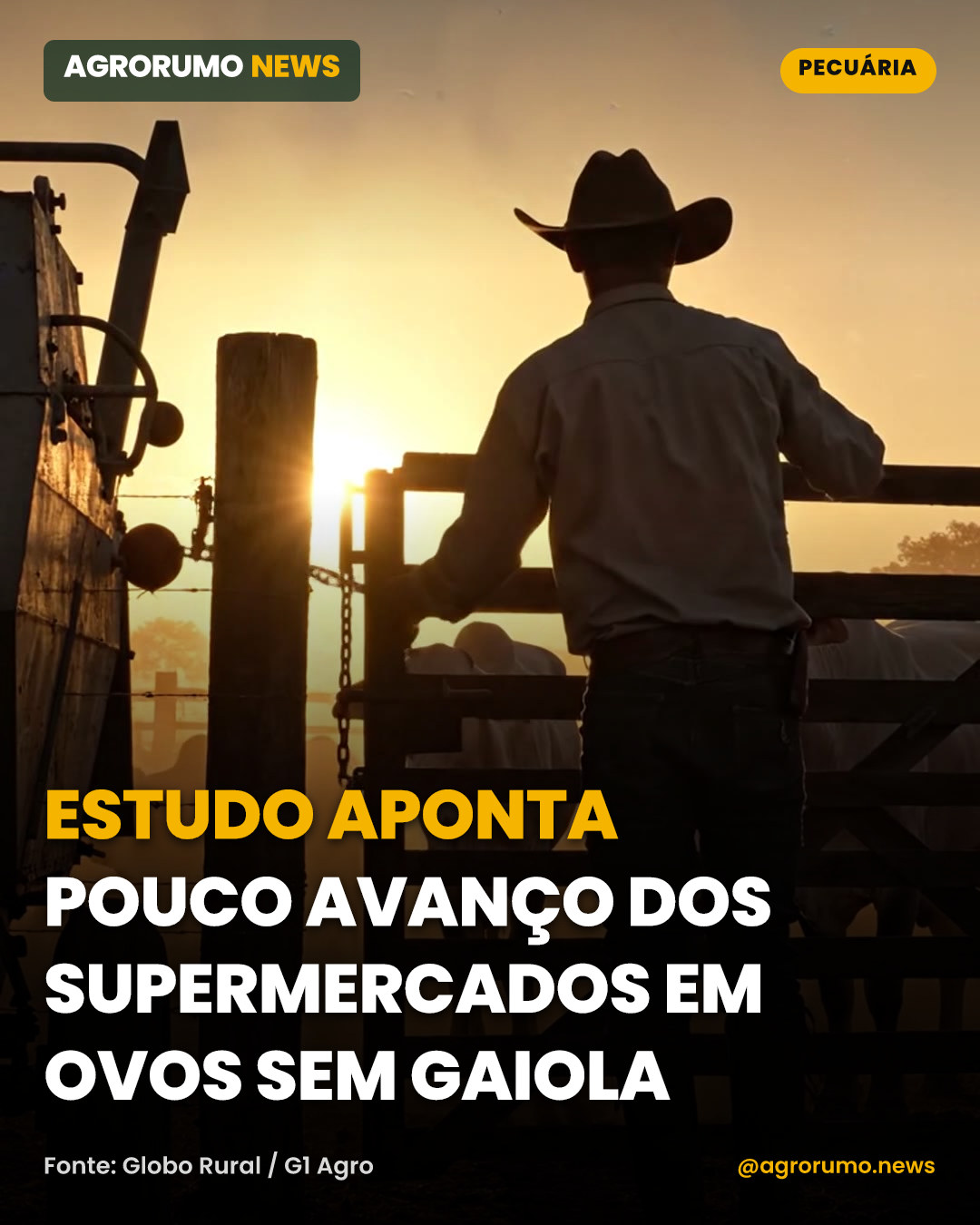 Estudo aponta pouco avanço dos supermercados em ovos sem gaiola