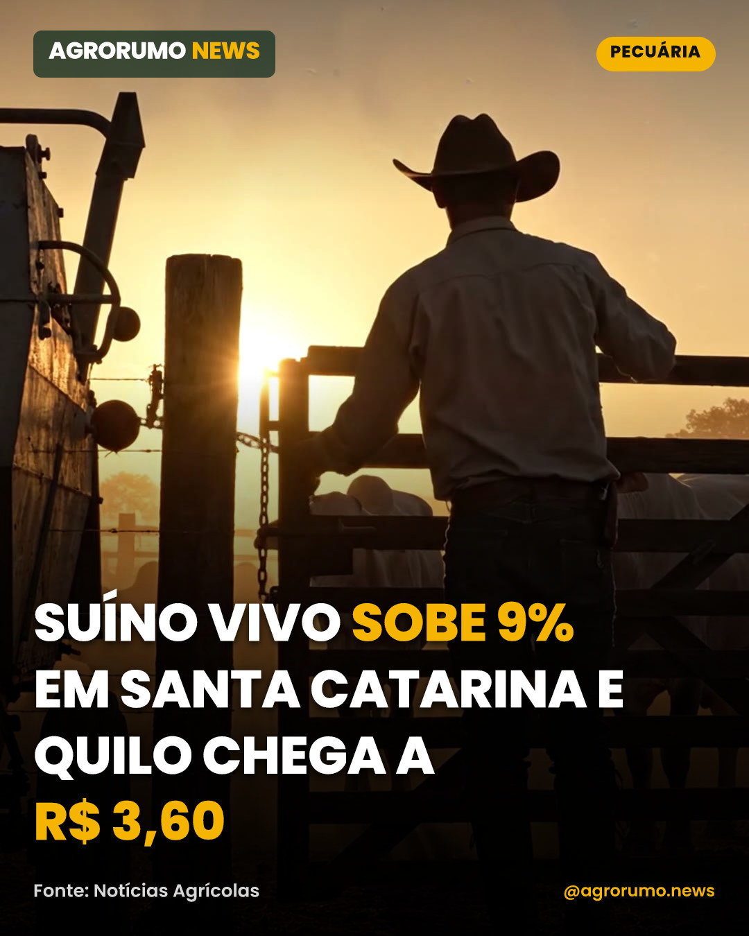 Suíno vivo sobe 9% em Santa Catarina e quilo chega a R$ 3,60