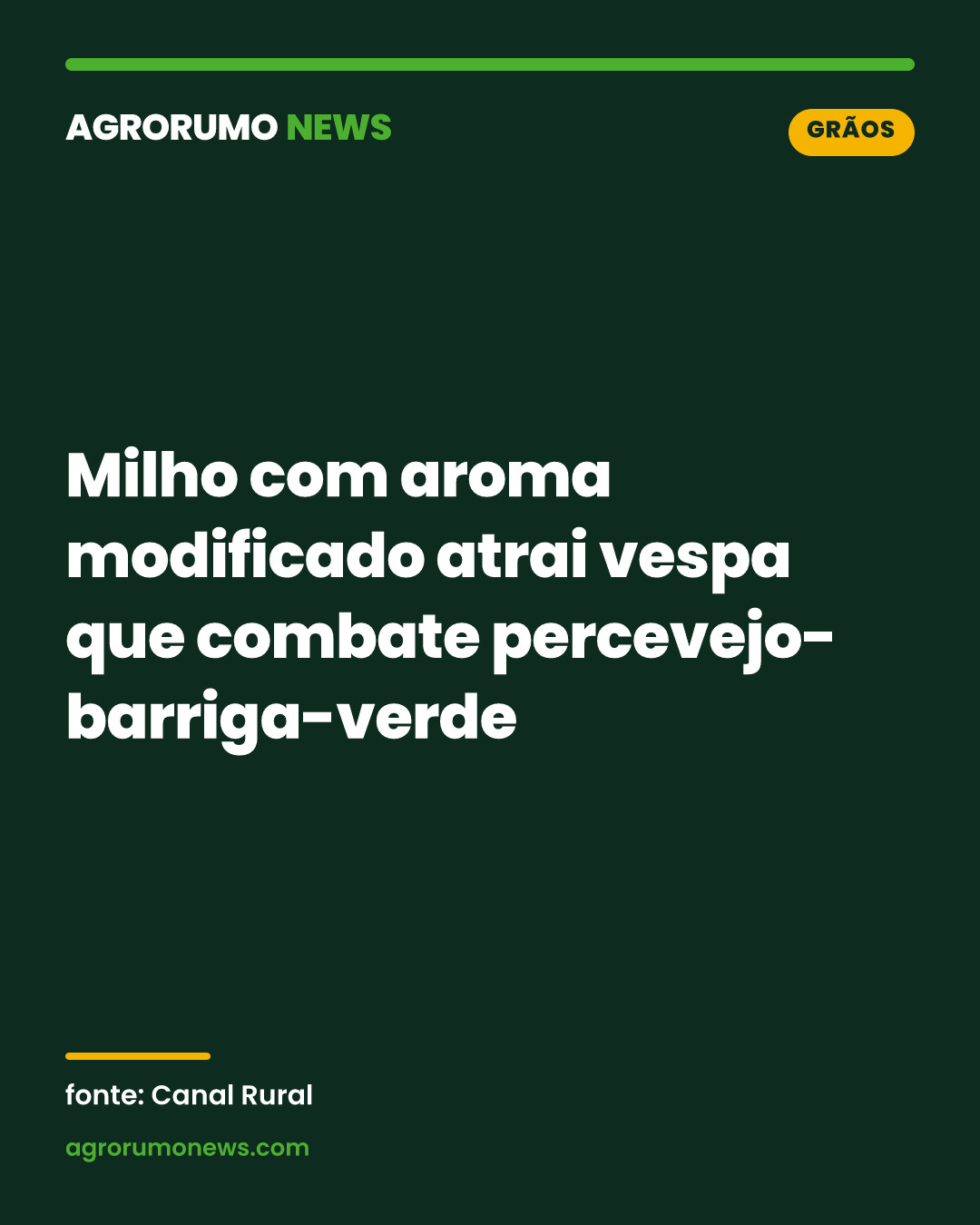 Milho com aroma modificado atrai vespa que combate percevejo-barriga-verde