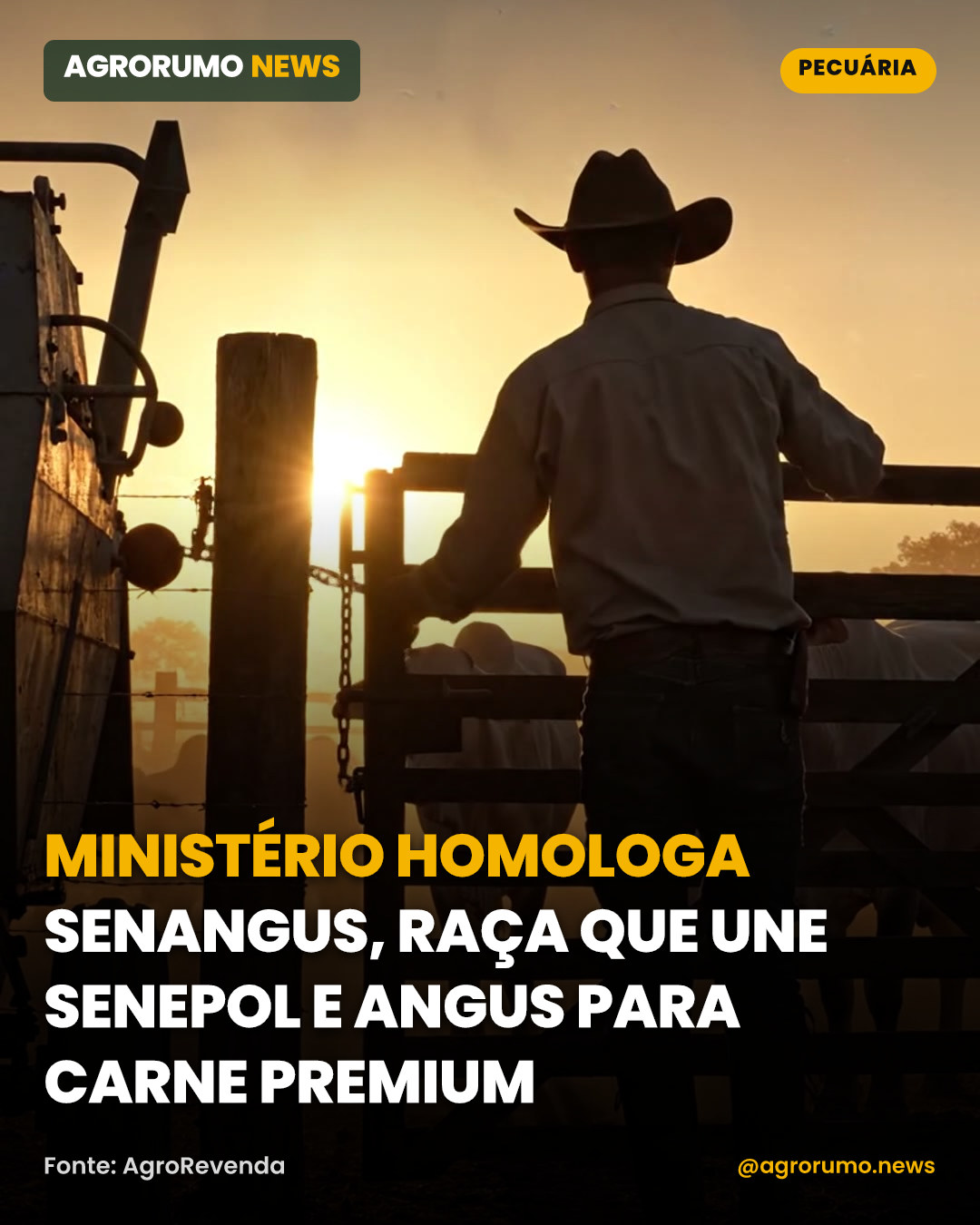 Ministério homologa Senangus, raça que une Senepol e Angus para carne premium