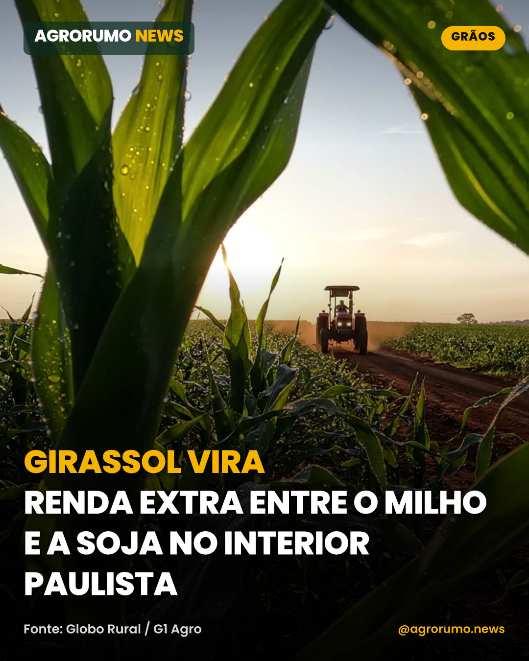 Girassol vira renda extra entre o milho e a soja no interior paulista