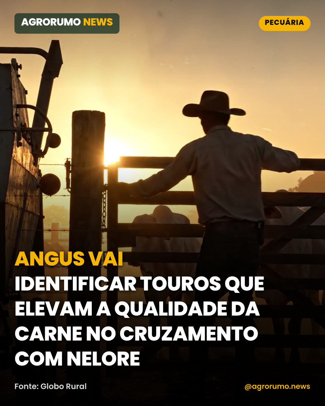 Angus vai identificar touros que elevam a qualidade da carne no cruzamento com Nelore