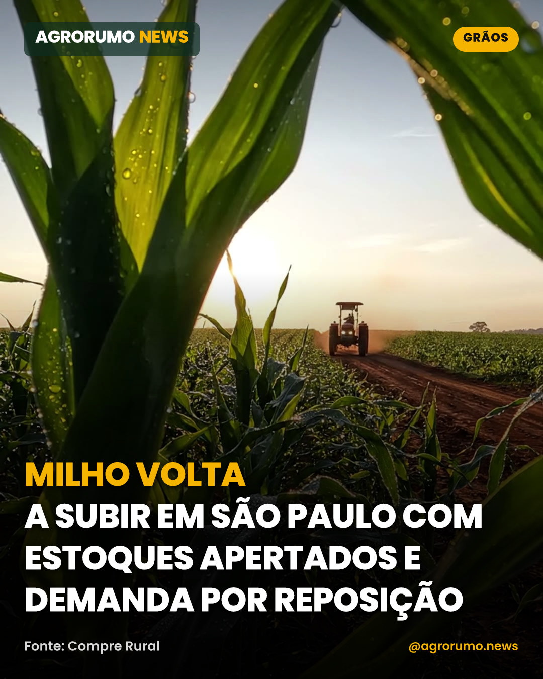Milho volta a subir em São Paulo com estoques apertados e demanda por reposição