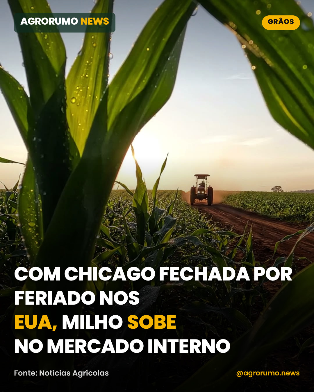 Com Chicago fechada por feriado nos EUA, milho sobe no mercado interno