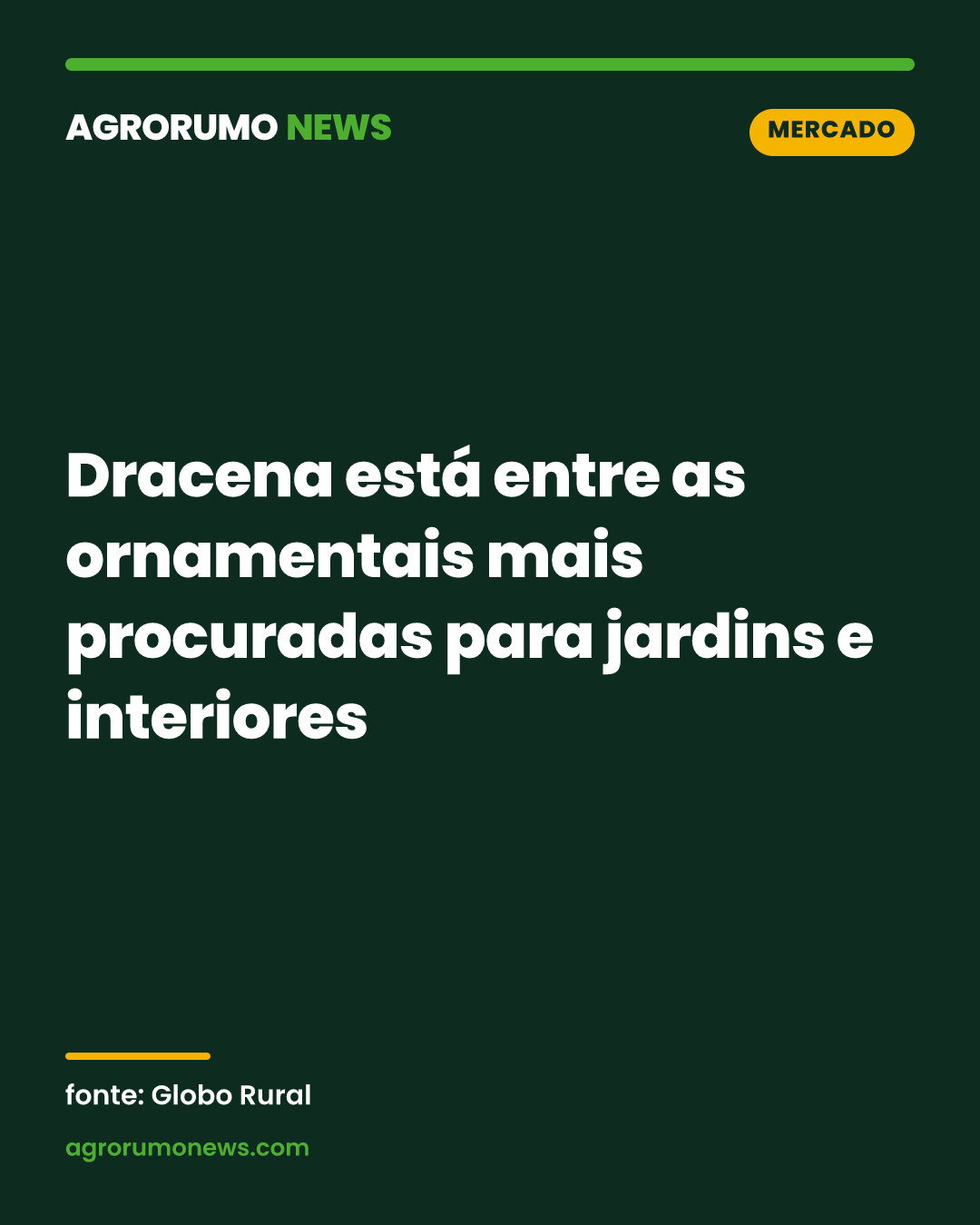 Dracena está entre as ornamentais mais procuradas para jardins e interiores