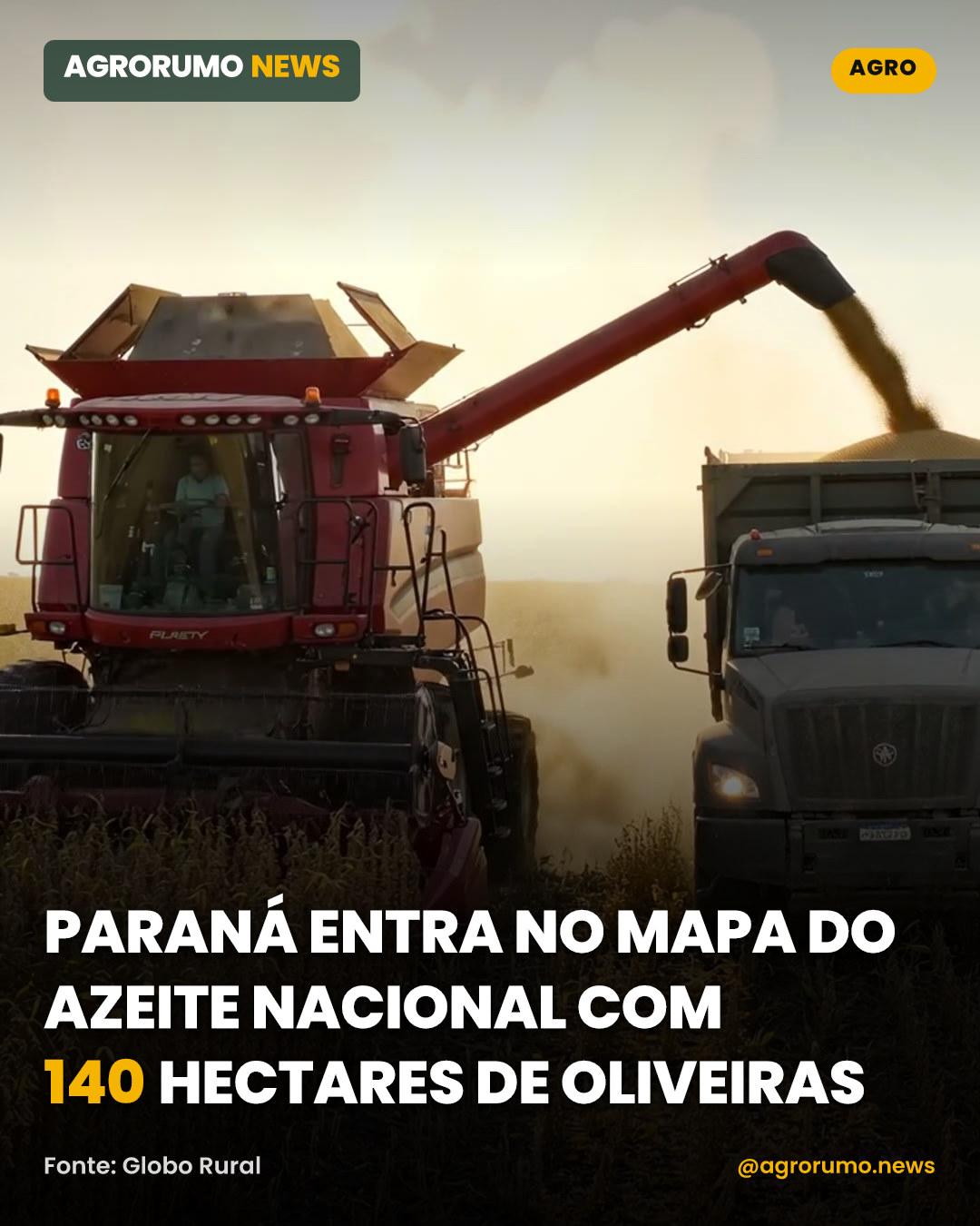 Paraná entra no mapa do azeite nacional com 140 hectares de oliveiras