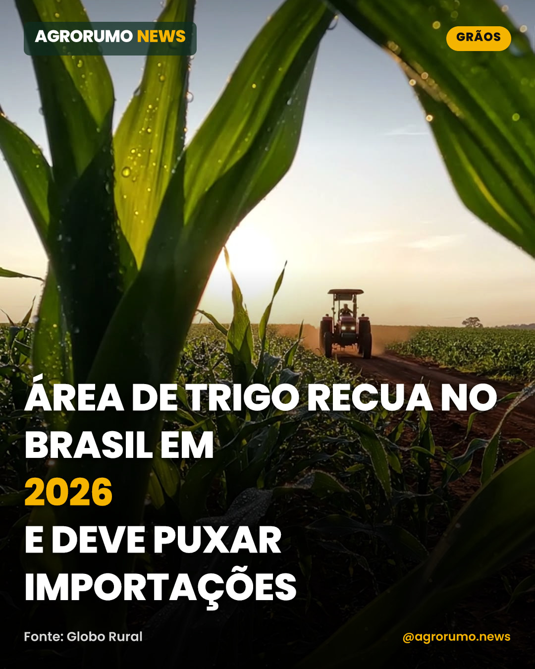 Área de trigo recua no Brasil em 2026 e deve puxar importações