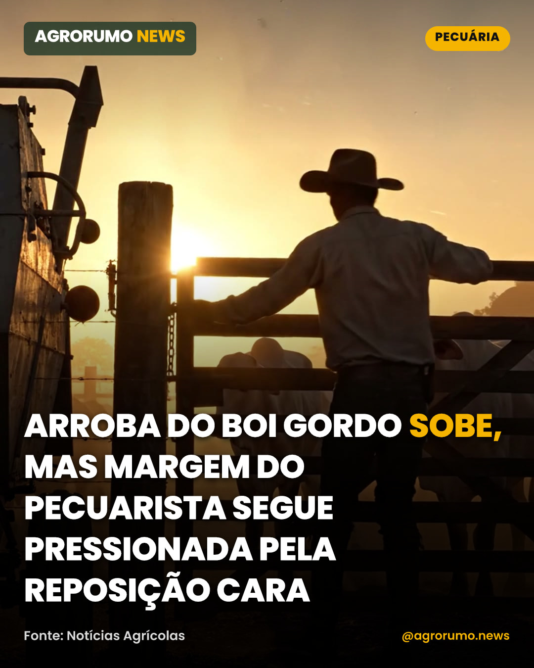 Arroba do boi gordo sobe, mas margem do pecuarista segue pressionada pela reposição cara