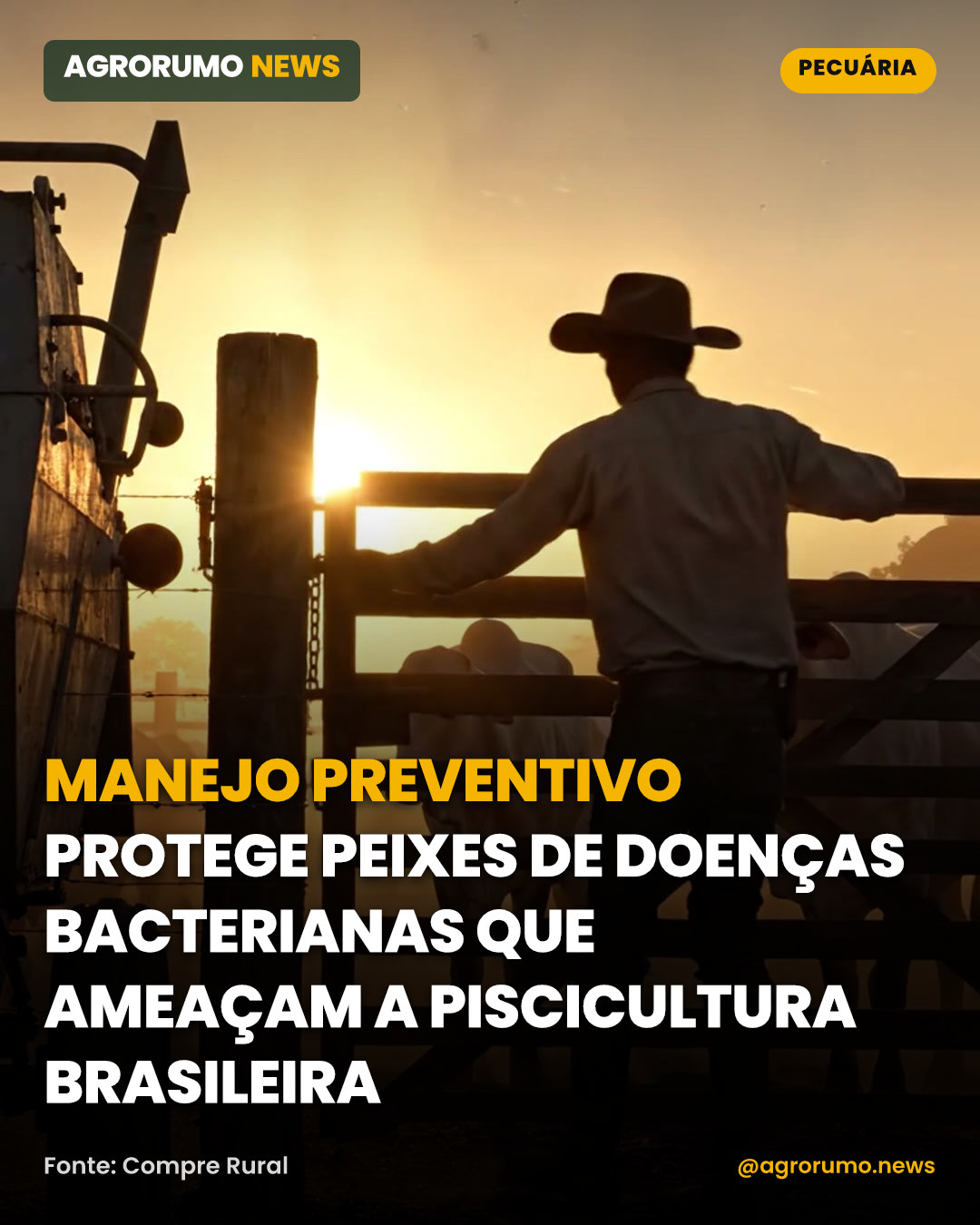 Manejo preventivo protege peixes de doenças bacterianas que ameaçam a piscicultura brasileira