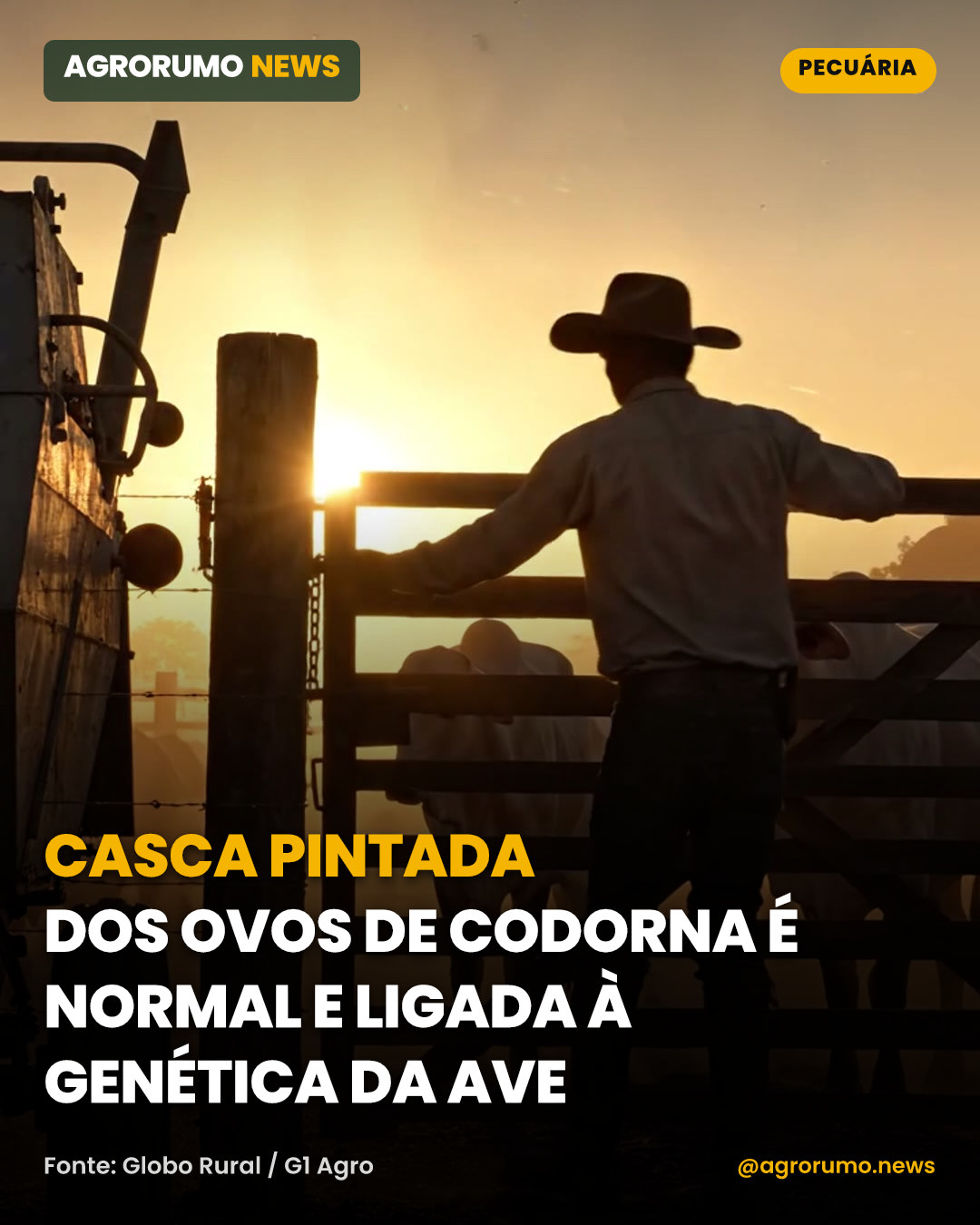 Casca pintada dos ovos de codorna é normal e ligada à genética da ave