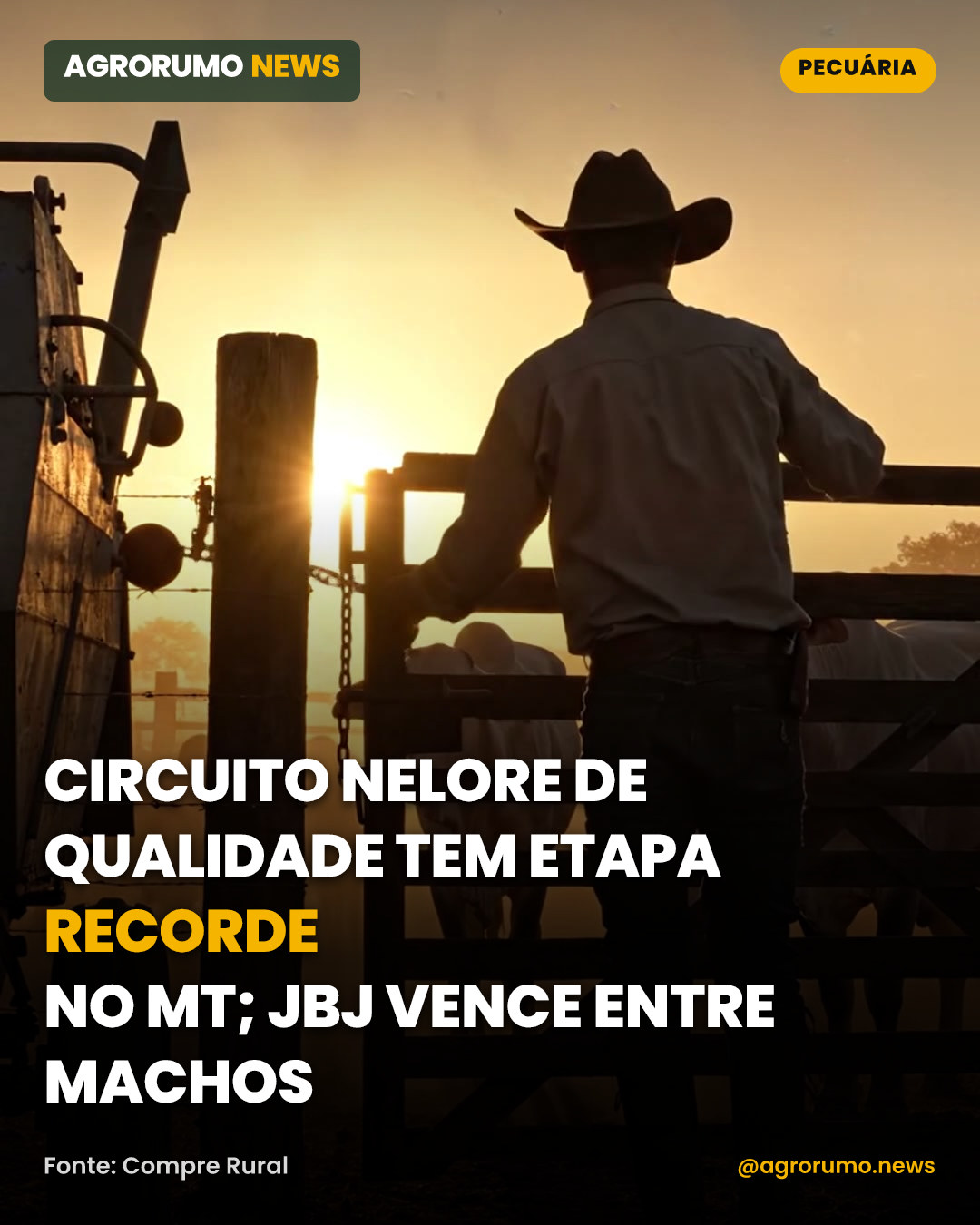 Circuito Nelore de Qualidade tem etapa recorde no MT; JBJ vence entre machos
