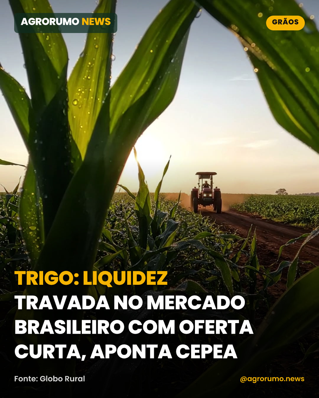 Trigo: liquidez travada no mercado brasileiro com oferta curta, aponta Cepea