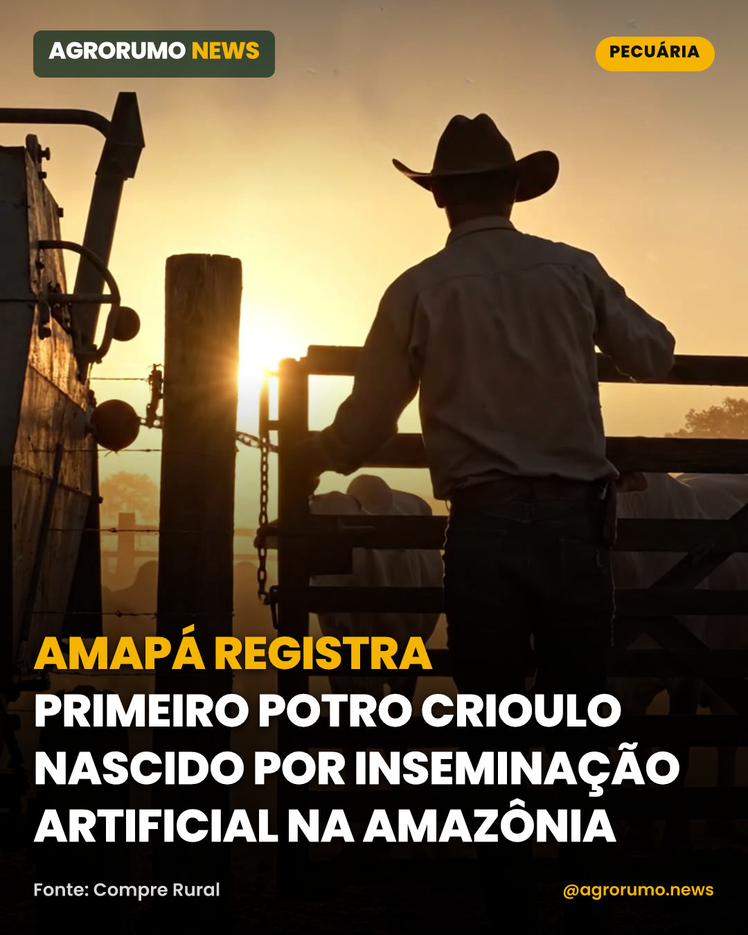 Amapá registra primeiro potro Crioulo nascido por inseminação artificial na Amazônia