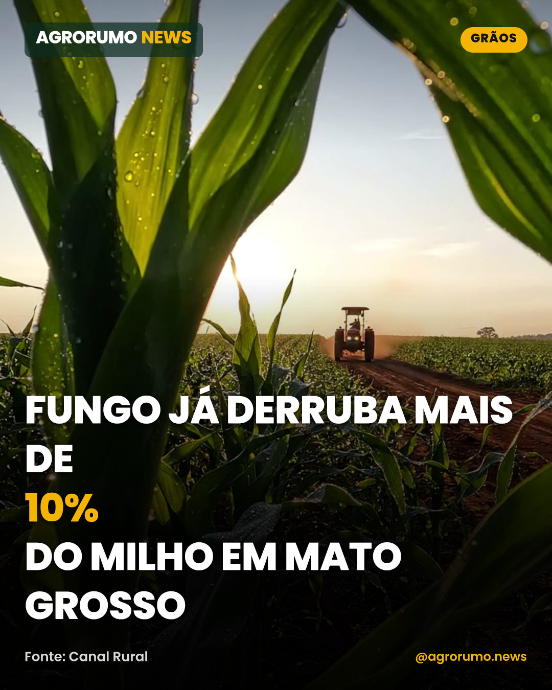 Fungo já derruba mais de 10% do milho em Mato Grosso