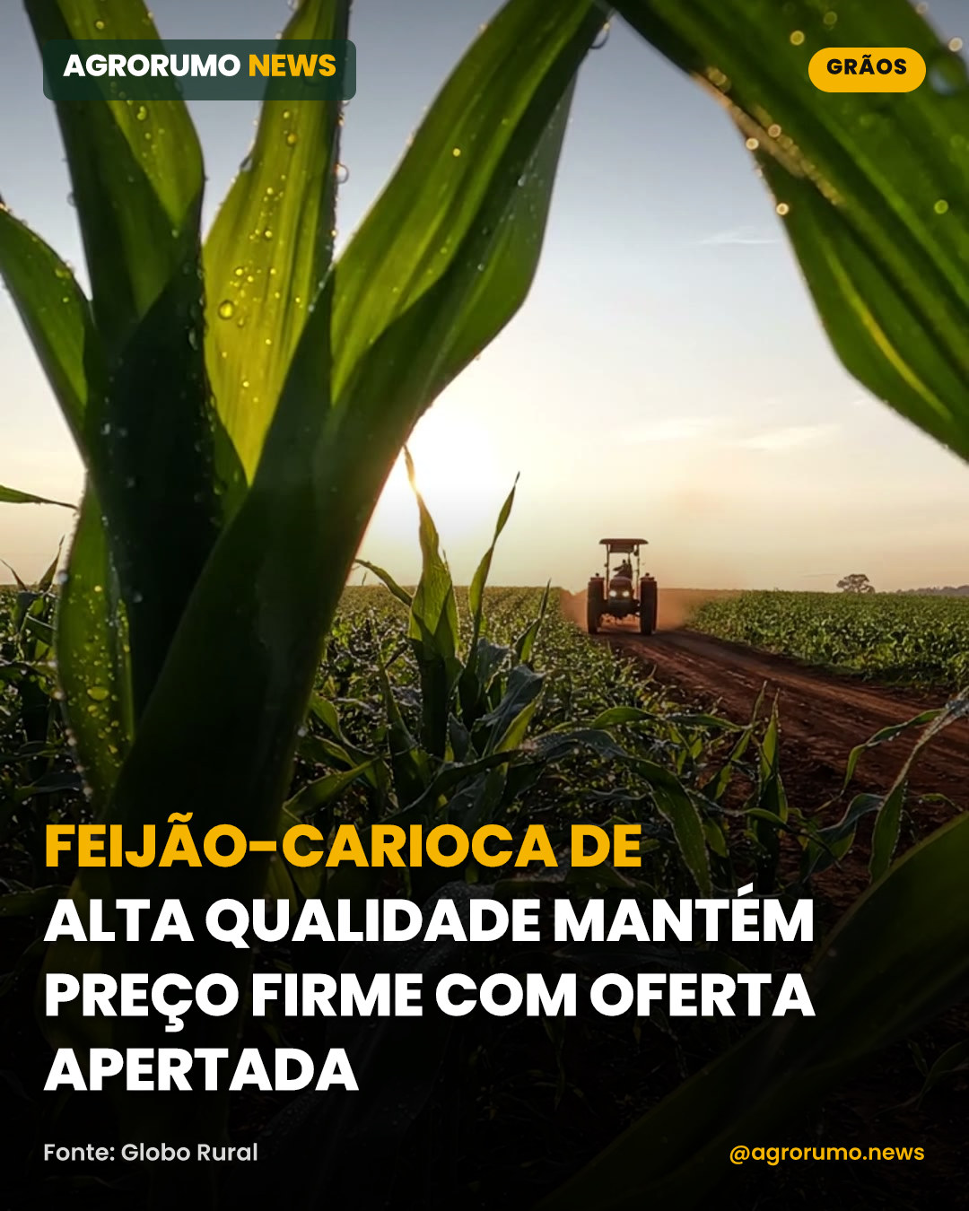 Feijão-carioca de alta qualidade mantém preço firme com oferta apertada