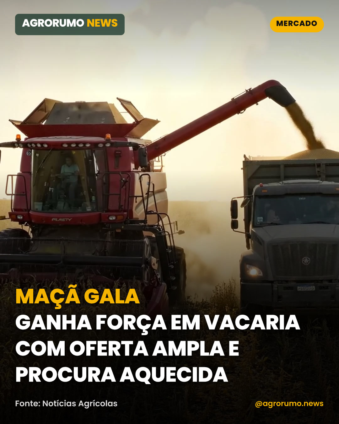 Maçã Gala ganha força em Vacaria com oferta ampla e procura aquecida