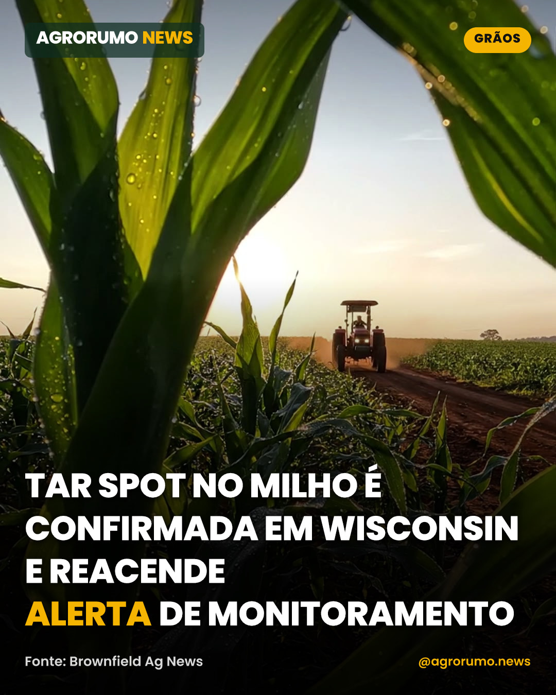 Tar spot no milho é confirmada em Wisconsin e reacende alerta de monitoramento