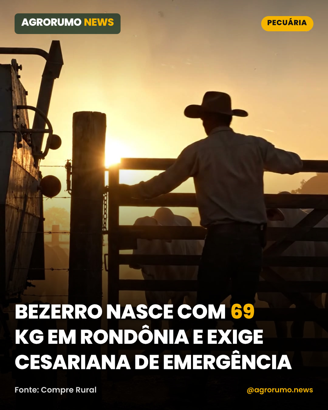 Bezerro nasce com 69 kg em Rondônia e exige cesariana de emergência
