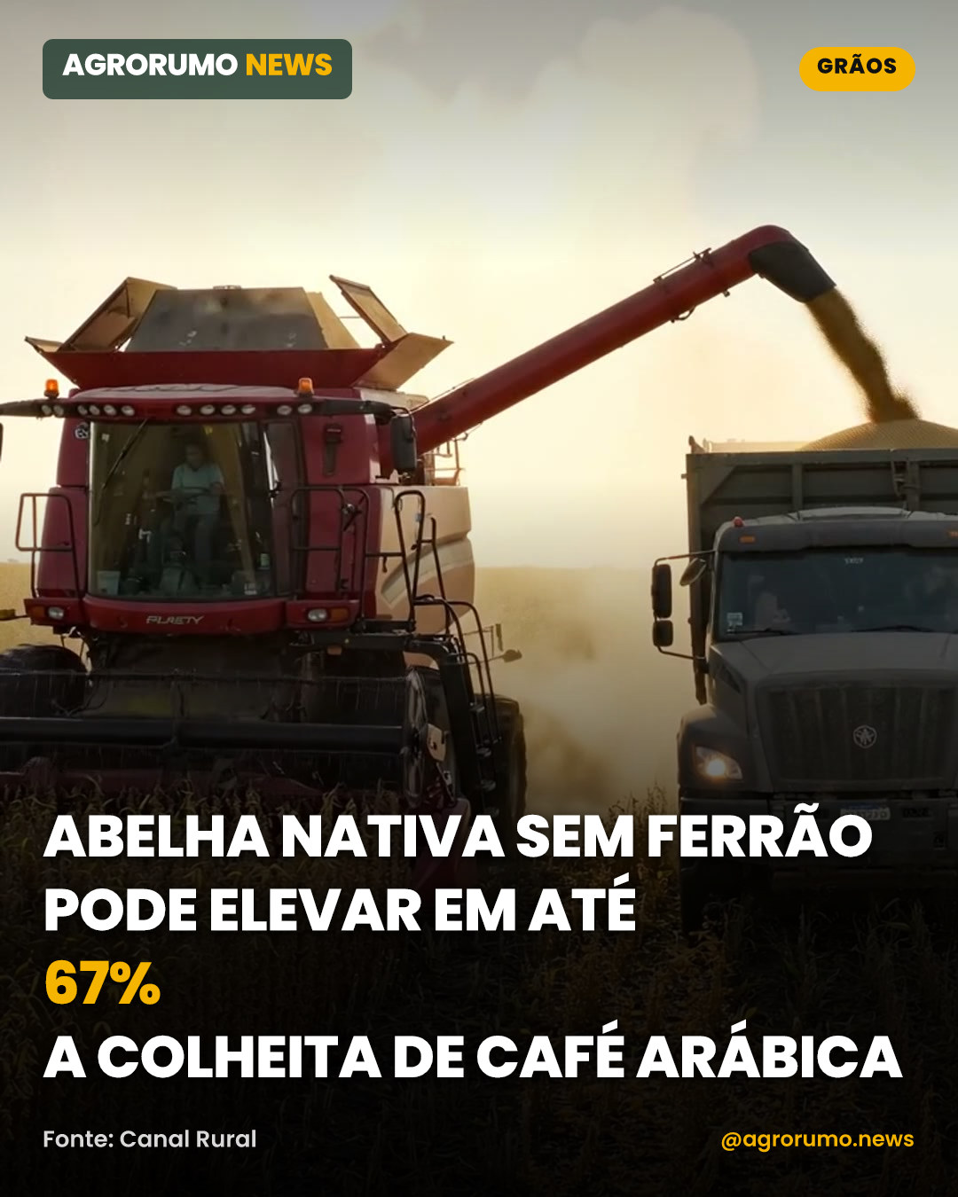 Abelha nativa sem ferrão pode elevar em até 67% a colheita de café arábica