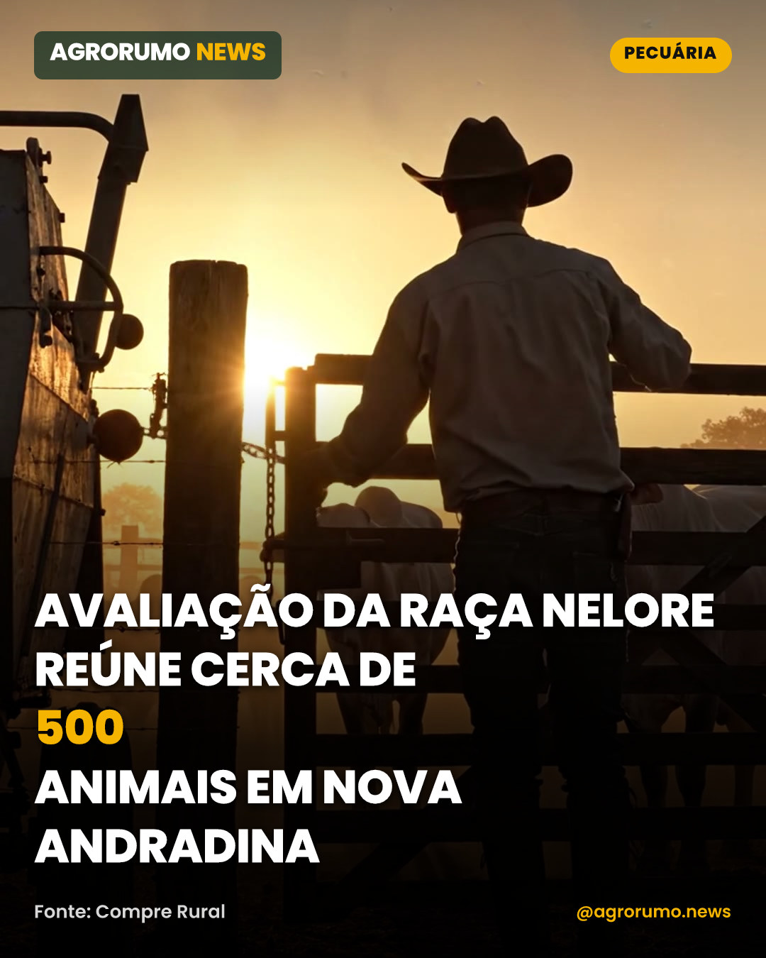 Avaliação da raça Nelore reúne cerca de 500 animais em Nova Andradina