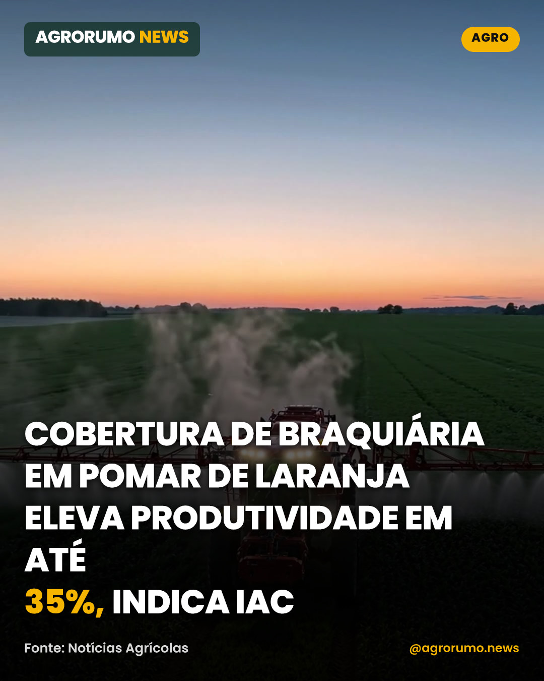 Cobertura de braquiária em pomar de laranja eleva produtividade em até 35%, indica IAC