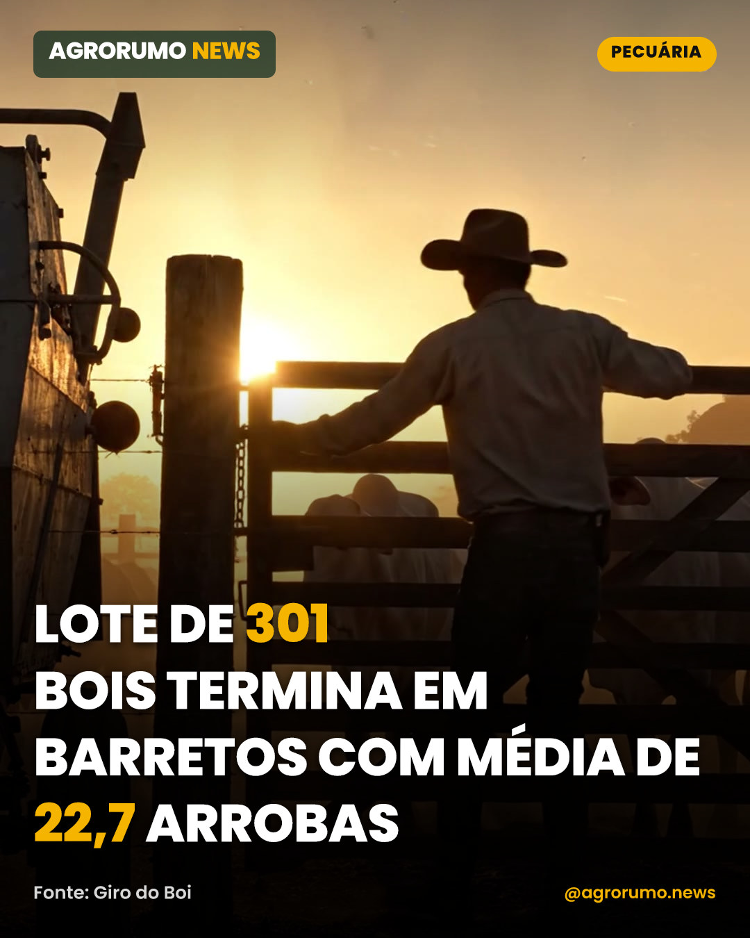 Lote de 301 bois termina em Barretos com média de 22,7 arrobas
