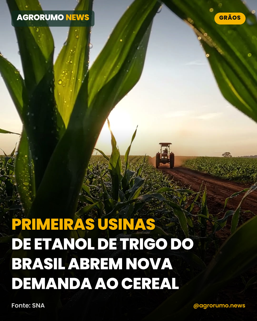 Primeiras usinas de etanol de trigo do Brasil abrem nova demanda ao cereal