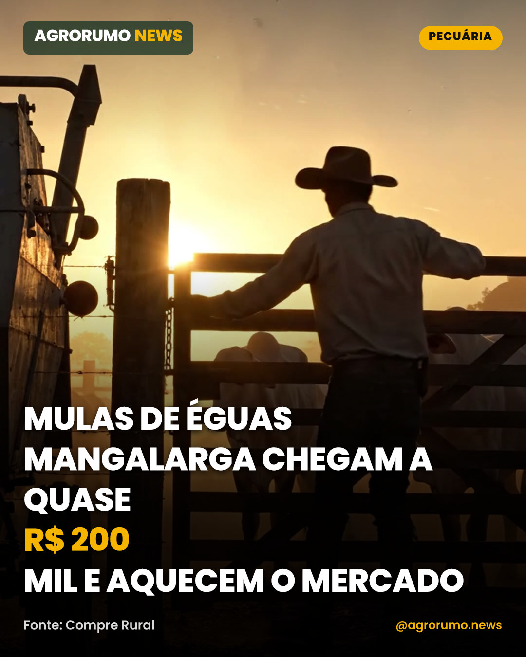Mulas de éguas Mangalarga chegam a quase R$ 200 mil e aquecem o mercado