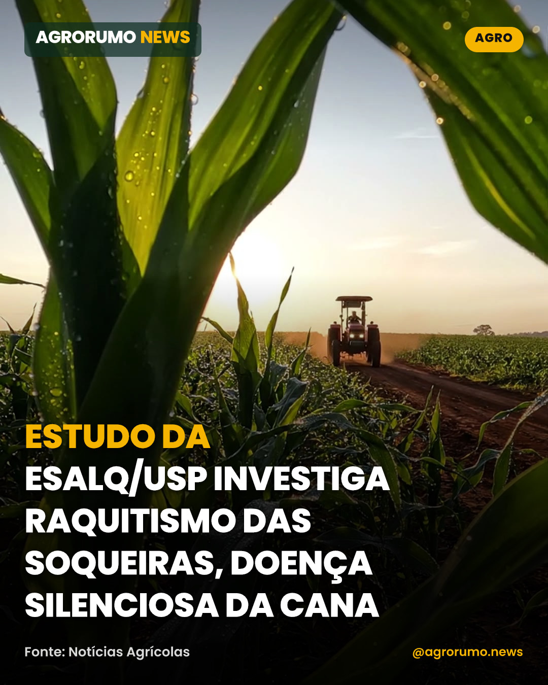Estudo da Esalq/USP investiga raquitismo das soqueiras, doença silenciosa da cana