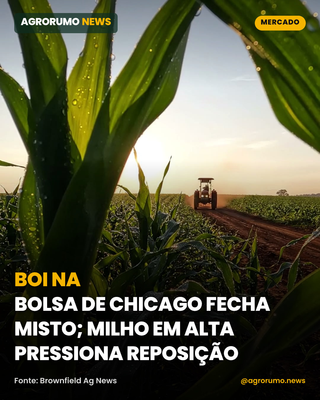 Boi na Bolsa de Chicago fecha misto; milho em alta pressiona reposição