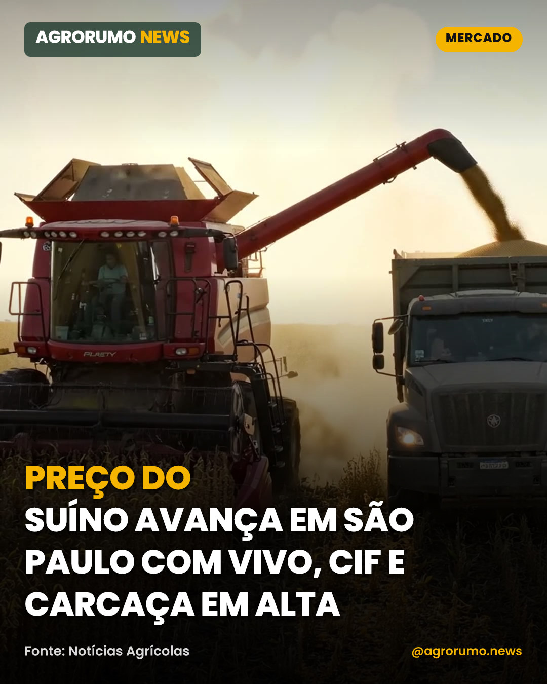 Preço do suíno avança em São Paulo com vivo, CIF e carcaça em alta