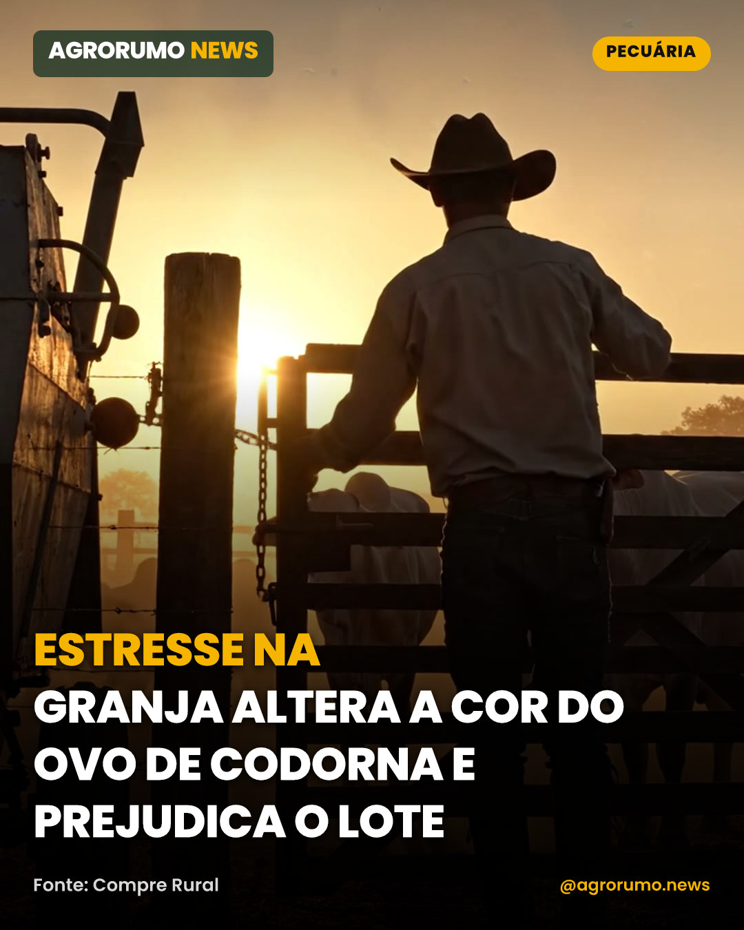 Estresse na granja altera a cor do ovo de codorna e prejudica o lote